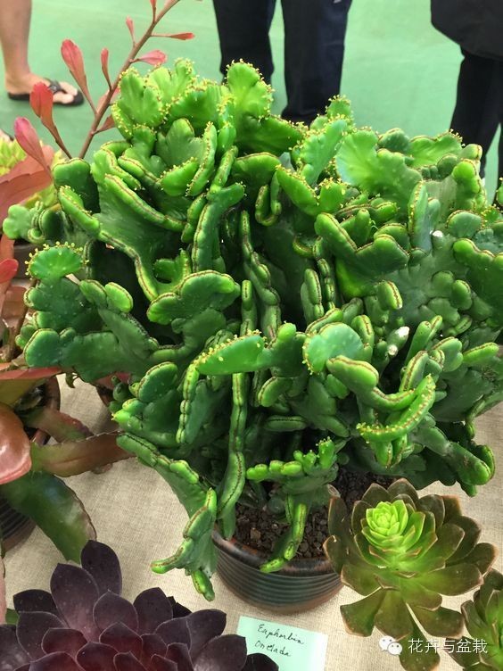 仙人掌科植物大全带名字（常见的仙人掌类的植物）