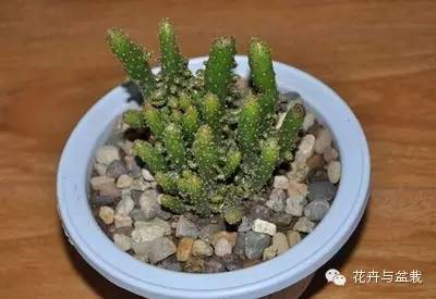 仙人掌科植物大全带名字（常见的仙人掌类的植物）