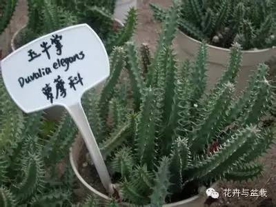 仙人掌科植物大全带名字（常见的仙人掌类的植物）