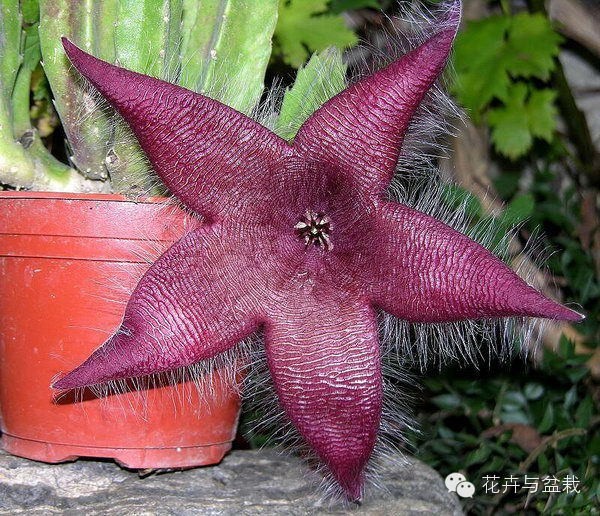 仙人掌科植物大全带名字（常见的仙人掌类的植物）