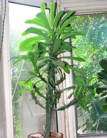 仙人掌科植物大全带名字（常见的仙人掌类的植物）