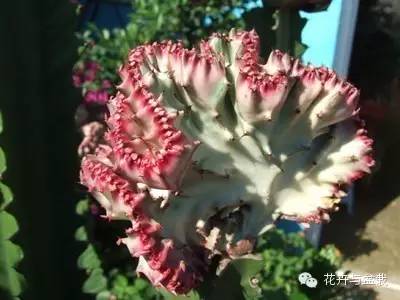 仙人掌科植物大全带名字（常见的仙人掌类的植物）