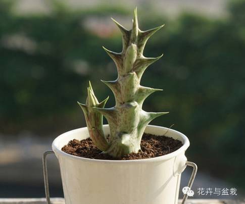 仙人掌科植物大全带名字（常见的仙人掌类的植物）