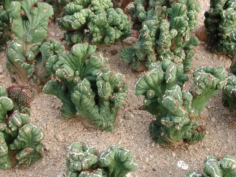 仙人掌科植物大全带名字（常见的仙人掌类的植物）