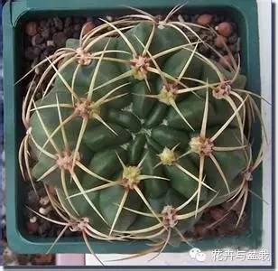 仙人掌科植物大全带名字（常见的仙人掌类的植物）