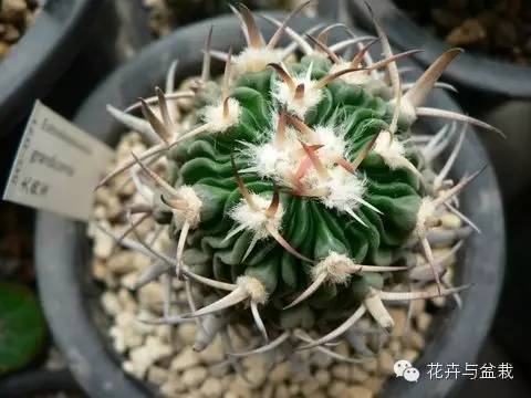 仙人掌科植物大全带名字（常见的仙人掌类的植物）