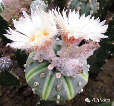 仙人掌科植物大全带名字（常见的仙人掌类的植物）