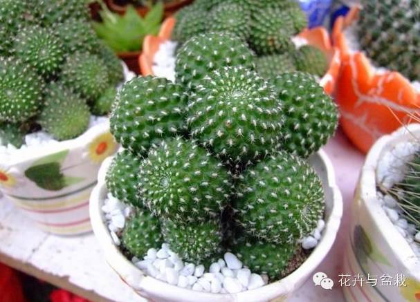 仙人掌科植物大全带名字（常见的仙人掌类的植物）