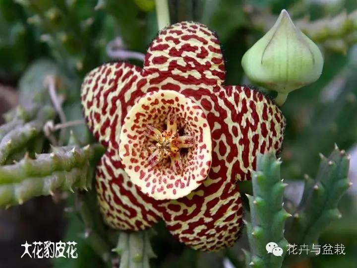 仙人掌科植物大全带名字（常见的仙人掌类的植物）