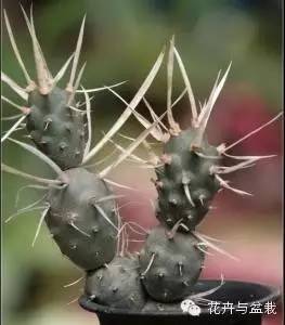 仙人掌科植物大全带名字（常见的仙人掌类的植物）