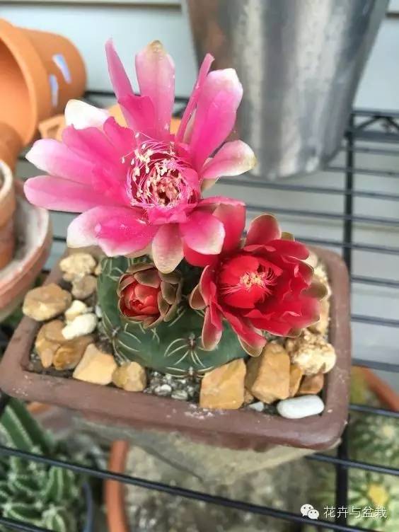 仙人掌科植物大全带名字（常见的仙人掌类的植物）