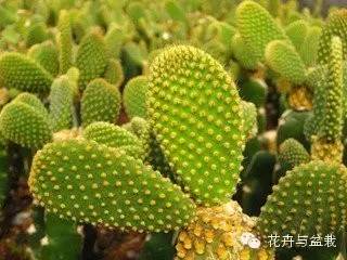仙人掌科植物大全带名字（常见的仙人掌类的植物）