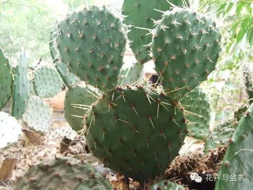 仙人掌科植物大全带名字（常见的仙人掌类的植物）