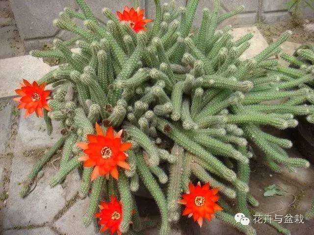 仙人掌科植物大全带名字（常见的仙人掌类的植物）