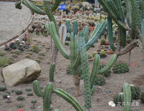 仙人掌科植物大全带名字（常见的仙人掌类的植物）