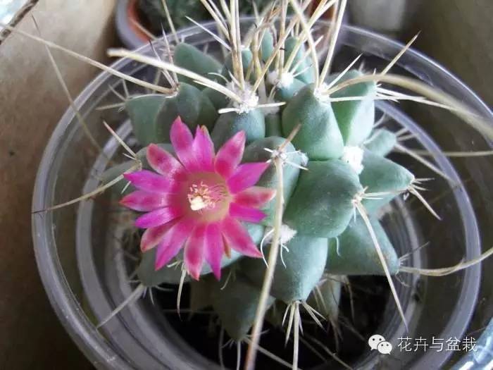 仙人掌科植物大全带名字（常见的仙人掌类的植物）