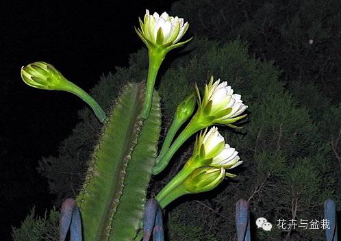 仙人掌科植物大全带名字（常见的仙人掌类的植物）