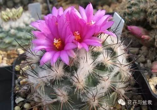 仙人掌科植物大全带名字（常见的仙人掌类的植物）