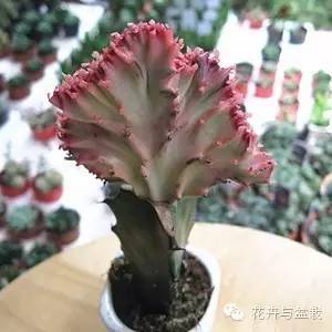 仙人掌科植物大全带名字（常见的仙人掌类的植物）