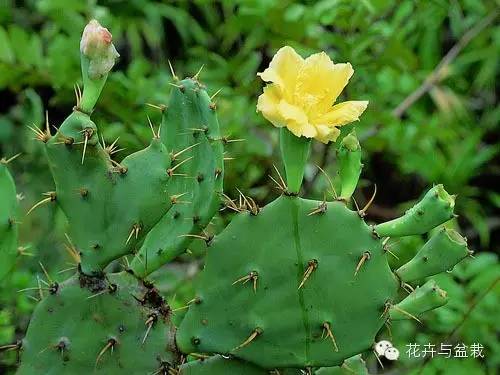 仙人掌科植物大全带名字（常见的仙人掌类的植物）