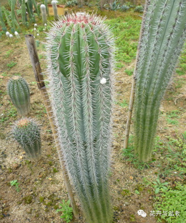 仙人掌科植物大全带名字（常见的仙人掌类的植物）