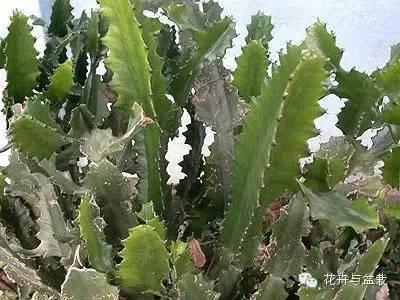 仙人掌科植物大全带名字（常见的仙人掌类的植物）