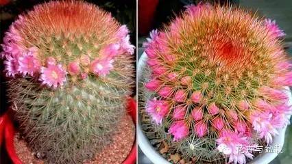 仙人掌科植物大全带名字（常见的仙人掌类的植物）