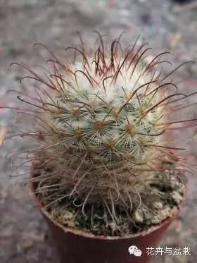 仙人掌科植物大全带名字（常见的仙人掌类的植物）