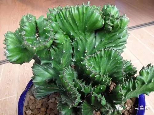 仙人掌科植物大全带名字（常见的仙人掌类的植物）