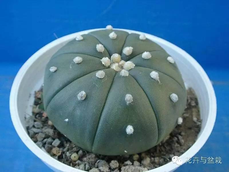 仙人掌科植物大全带名字（常见的仙人掌类的植物）