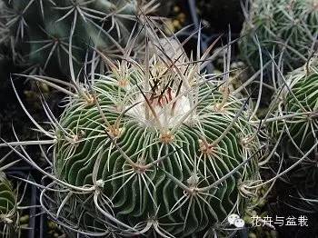 仙人掌科植物大全带名字（常见的仙人掌类的植物）