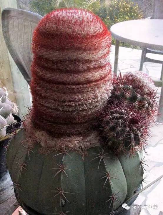 仙人掌科植物大全带名字（常见的仙人掌类的植物）