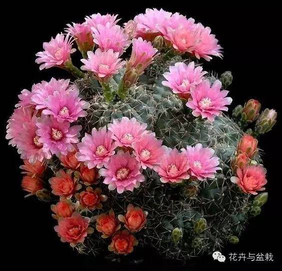 仙人掌科植物大全带名字（常见的仙人掌类的植物）