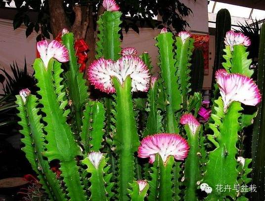 仙人掌科植物大全带名字（常见的仙人掌类的植物）