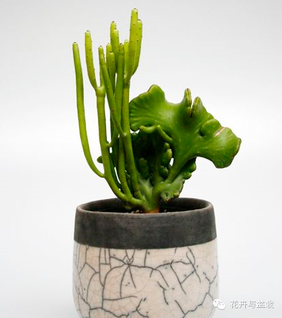 仙人掌科植物大全带名字（常见的仙人掌类的植物）