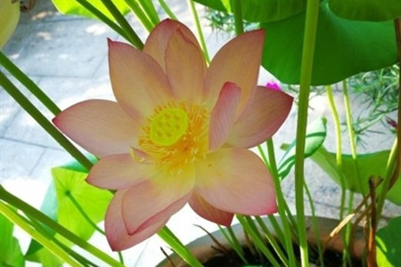 荷花有什么特点(荷花形态特征和养护方法简介)