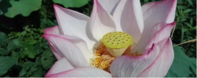 ​荷花有什么特点（荷花形态特征和养护方法简介）