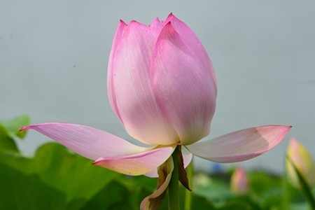 荷花有什么特点(荷花形态特征和养护方法简介)