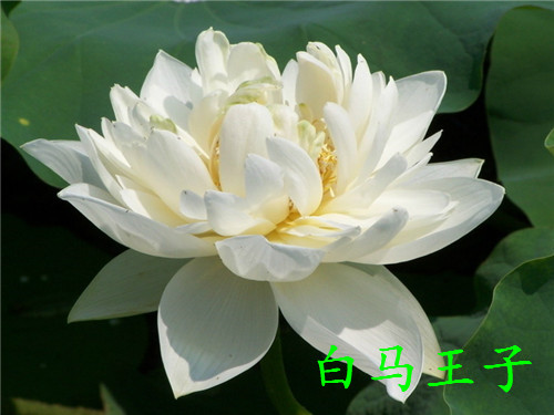 荷花有什么特点(荷花形态特征和养护方法简介)