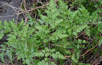 ​海金沙，粉末状，棕黄色或浅棕黄色，色黄如细沙