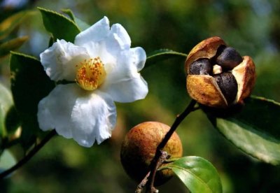 ​关于茶油，看CCTV权威发声