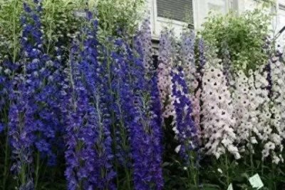 ​飞燕草，也叫千鸟花