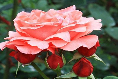 ​五款最漂亮的大花月季，款款让人惊艳，如果可以都想种起来