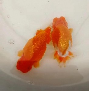 ​炸鳞病！发生在金鱼身上的一种很诡异的病