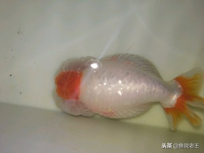 ​鱼炸鳞怎么治疗（如何有效治疗炸鳞病？挽救心爱的鱼儿）