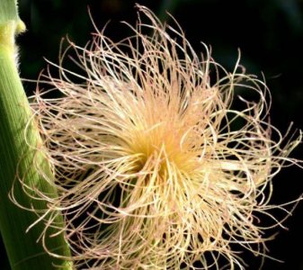 ​玉米须煮水喝能降血糖吗 玉米须如何食用